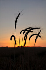 Fototapeta premium Korn2