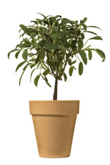 Potted sage plant isolated