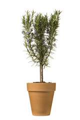 Potted flowering  rosemary plant isolated - 751352481