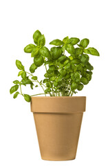 Potted Basil plant isolated - 751352853