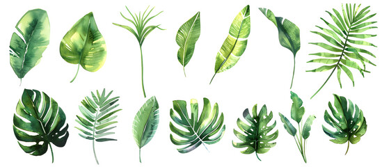 A watercolor vector illustration set featuring tropical leaves, exotic plants, palm leaves, and monstera isolated on a white background.