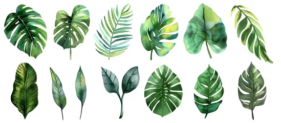Poster A watercolor vector illustration set featuring tropical leaves, exotic plants, palm leaves, and monstera isolated on a white background. © jex
