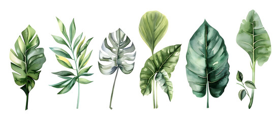 A watercolor vector illustration set featuring tropical leaves, exotic plants, palm leaves, and monstera isolated on a white background.