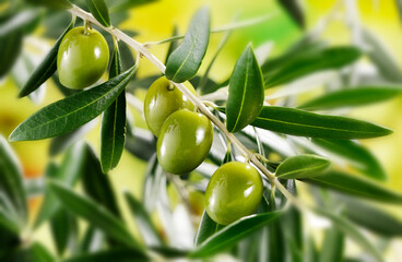 branch of olive tree with olives - 751354486