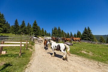 Wild Horse in the Carpathian Mountains 