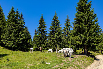 Wild Horse in the Carpathian Mountains 