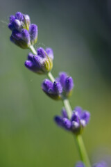 Lavender flowers on a green background.