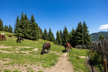 Wild Horse in the Carpathian Mountains 