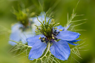 Obraz premium Blue flower of black caraway seeds on a blurry background in the garden