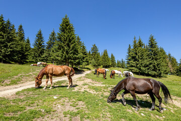 Wild Horse in the Carpathian Mountains 