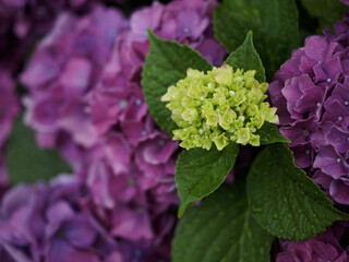 咲き始めの紫陽花