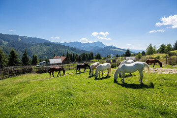Wild Horse in the Carpathian Mountains  - obrazy, fototapety, plakaty