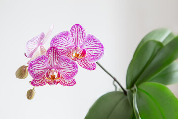 purple tiger orchid close up on white background