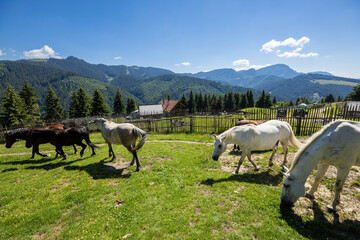 Wild Horse in the Carpathian Mountains 