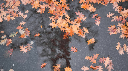 fallen orange oak leaves lying on wet asphalt