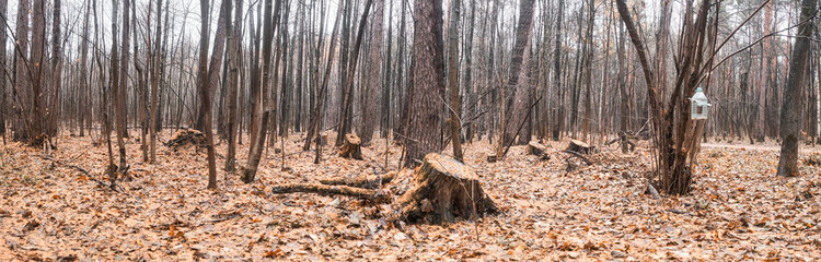 stumps in the forest covered with fallen yellow leaves