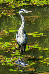 Great blue heron in the water