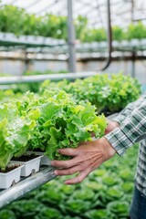 Naklejka na ściany i meble Professional gardener caring for lettuce in greenhouse