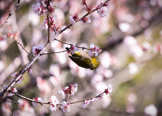 ピンクなメジロ