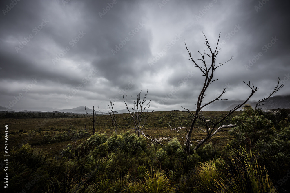 Canvas Prints gordon river road landscape in tasmania australia