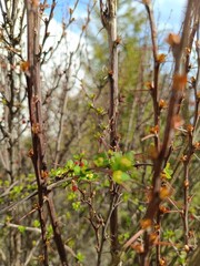 hawthorn in spring