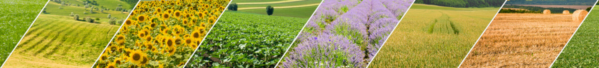 Fields with agricultural crops. Photo Collage. Wide photo. - obrazy, fototapety, plakaty