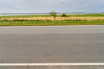 Empty road with sheep grazing on grassland in Sweden
