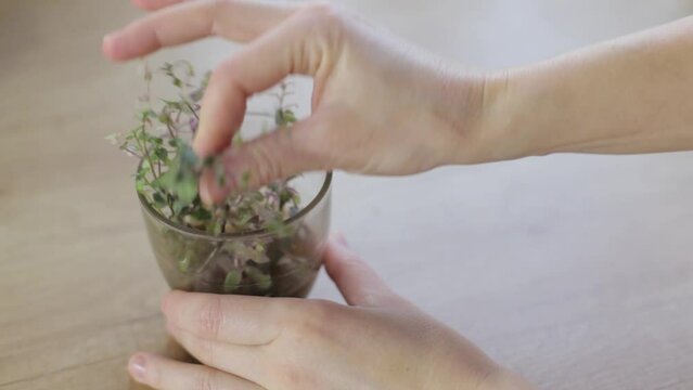 A woman's hands sort out the sprouts of green and pink calisia for further propagation