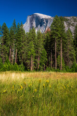 View of Half Dome with field and forest in foreground, Yosemite National Park, California, USA.