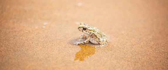 The frog sits on the sand on the shore of the lake. Beautiful wildlife landscape with place for text. The concept of protecting wildlife and ecology.