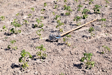 An agricultural tool lies on the ground between tomato bushes.