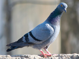 Close-up of a serene pigeon, symbolizing urban wildlife and peace, captured with exquisite detail and natural grace. 🕊️ #Pigeon #UrbanWildlife #Peaceful