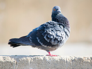 Close-up of a serene pigeon, symbolizing urban wildlife and peace, captured with exquisite detail and natural grace. 🕊️ #Pigeon #UrbanWildlife #Peaceful