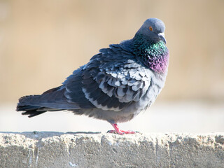 Close-up of a serene pigeon, symbolizing urban wildlife and peace, captured with exquisite detail and natural grace. 🕊️ #Pigeon #UrbanWildlife #Peaceful