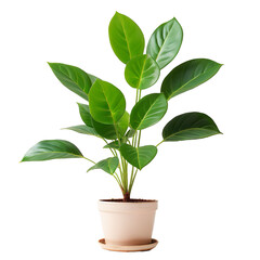 Green Leafy Plant on a Stark White Background isolated on transparent background PNG file plant in a pot 