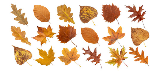 Set of dry brown leaves isolated transparent png. Autumn colored maple, oak, poplar, plane tree,...