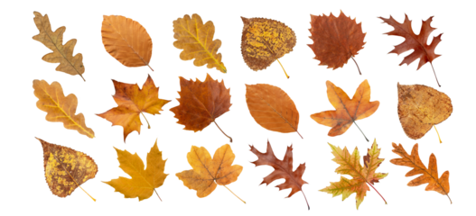 Set of dry brown leaves isolated transparent png. Autumn colored maple, oak, poplar, plane tree, beech and birch leaves. 