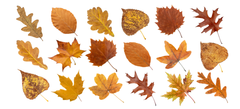 Set of dry brown leaves isolated transparent png. Autumn colored maple, oak, poplar, plane tree, beech and birch leaves. 