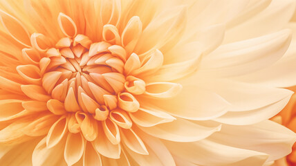 orange flower close-up chrysanthemum, autumn background, soft light