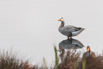 A bar headed goose standing in a pond - obrazy, fototapety, plakaty