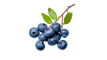 Blueberry branch cut out. Isolated branch of blueberries