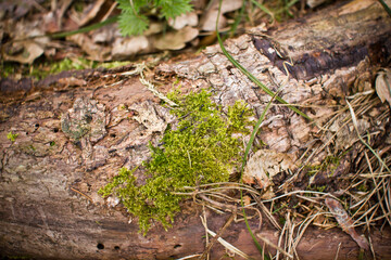 Green moss closeup texture. Forest ground macro background. Moss growing on tree bark. Turf texture. Foliage green plant pattern. Lichen detailed macro backdrop. Tree trunk texture.