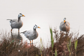 A bar headed goose standing in a pond