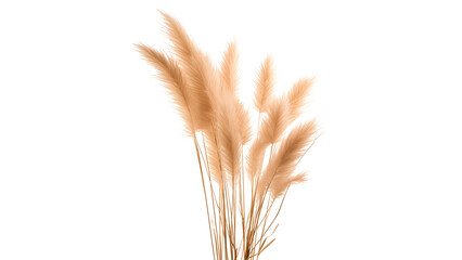 Fototapeta premium Pampas grass cut out. Isolated pampas grass on transparent background