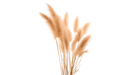 Pampas grass cut out. Isolated pampas grass on transparent background