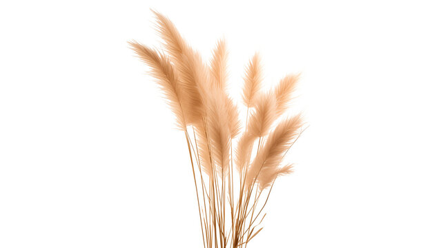 Pampas grass cut out. Isolated pampas grass on transparent background