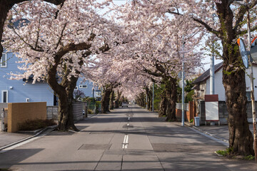 桜ヶ丘通