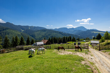Fototapeta na wymiar Wild Horse in the Carpathian Mountains 