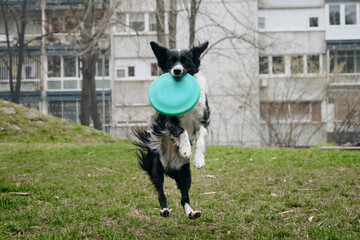 Obraz na płótnie Canvas A black and white border collie jumps and catches a flying saucer in the air in the courtyard of an apartment building in spring. A nimble dog is playing with a disc. Front view.