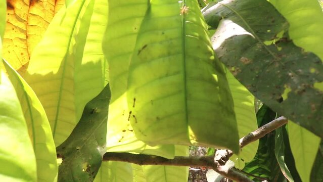 A colony of weaver ants (Oecophylla smaragdina) makes a nest in a mango tree. Weaver ants on mango leaves